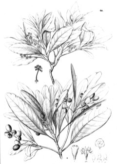 Mezilaurus Itauba PFAF Plant Database